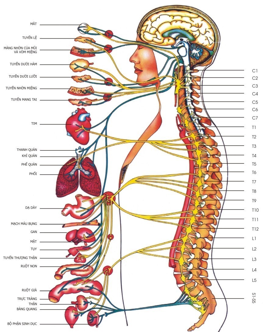  Cột Sống và các chức năng của cơ thể